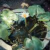 beautiful-backyard-pond
