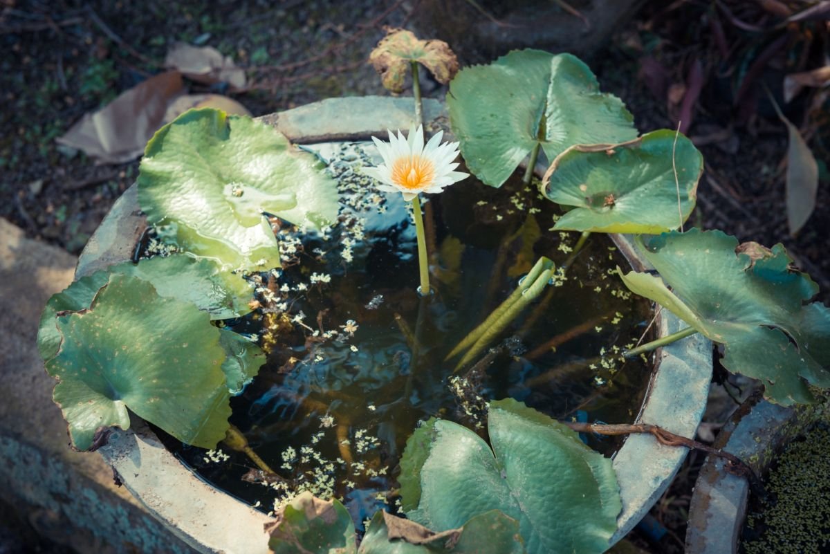 beautiful-backyard-pond