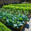 raised-garden-beds-with-vegetables