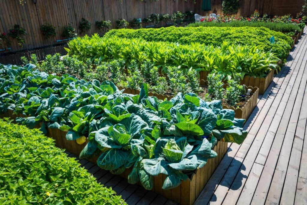 raised-garden-beds-with-vegetables