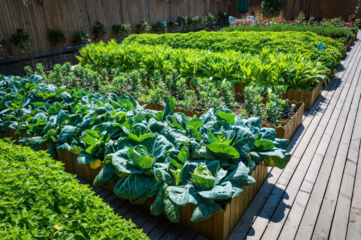 raised-garden-beds-with-vegetables
